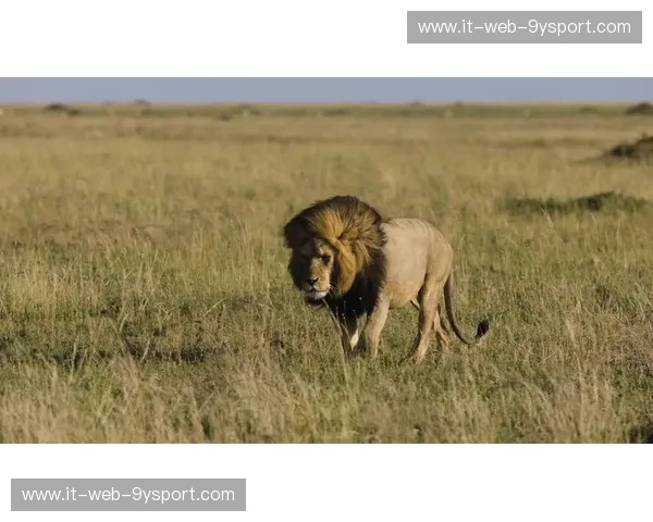 巅峰博弈：当旷野之王遇见不灭之魂——雄狮vs雄狮的权力美学